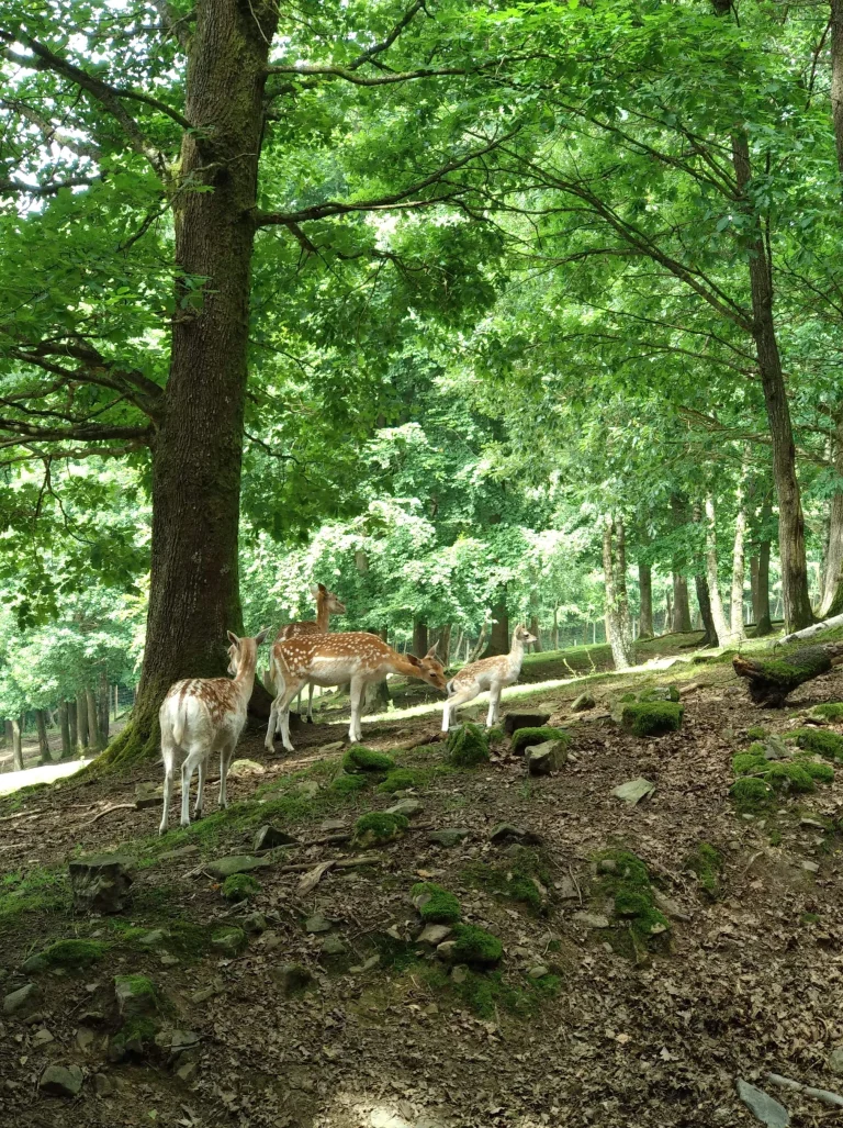 Le Parc à gibier | Réserve animalière de La Roche-en-Ardenne